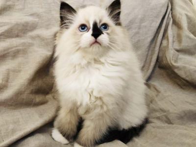 Max - Cat Breeder - Campbell&comma; CA&comma; US
