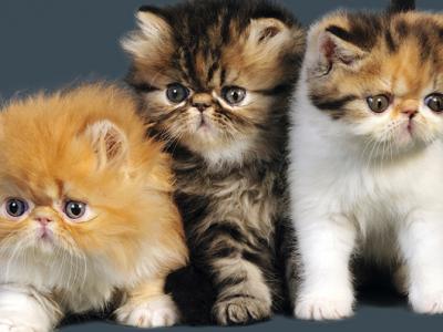 Vanier Persians - Cat Breeder - Argyle&comma; TX&comma; US