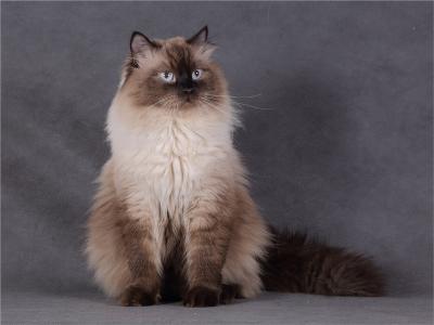 Anna - Cat Breeder - Hamburg&comma; NJ&comma; US